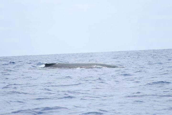Moorea Temae Bungalow Lory Bord De Mer Bagian luar foto