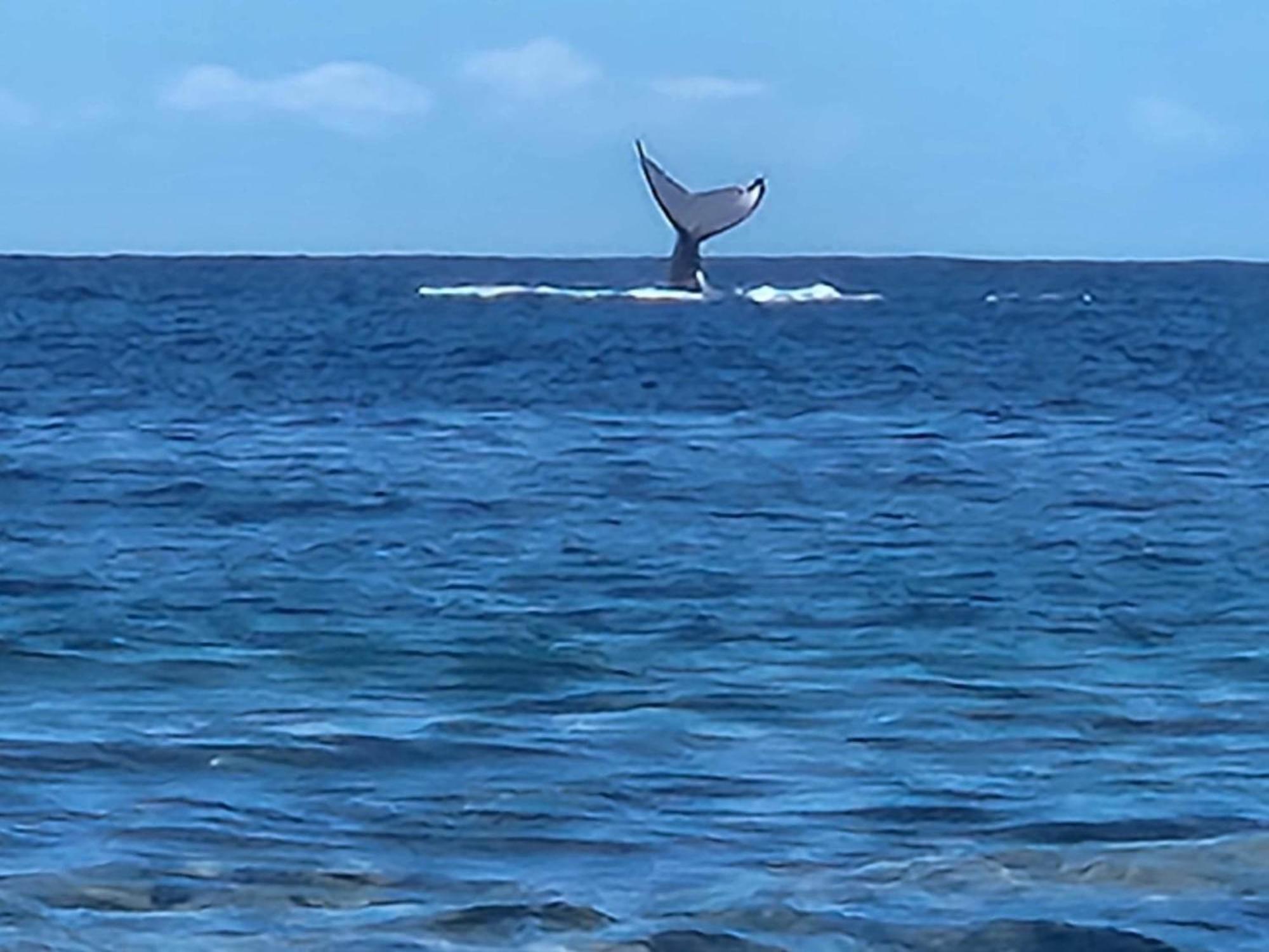 Moorea Temae Bungalow Lory Bord De Mer Bagian luar foto